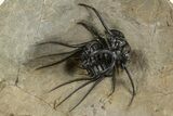 Spiny Dicranurus Trilobite With Crotalocephalina #312742-1